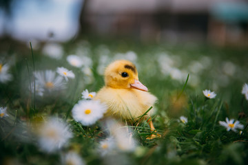 Baby Duck