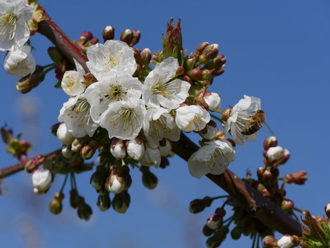 Sauerkirschblüten
