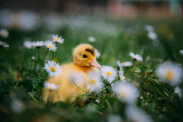 Baby Duck