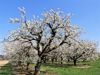 Fototapeta premium Kirschblüte