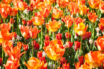 Obraz premium Tulip flowers in spring garden