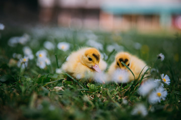 Baby Duck