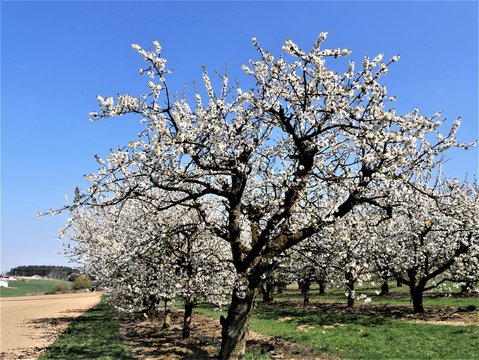 Kirschblüte