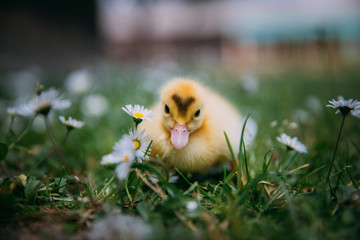 Baby Duck