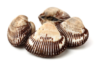 Scapharca subcrenata on white background 