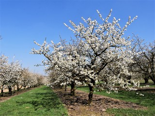 Kirschblüte