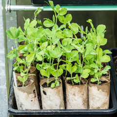 Midnight Blue Seedlings