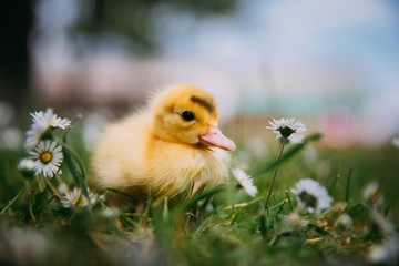 Baby Duck