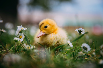 Baby Duck