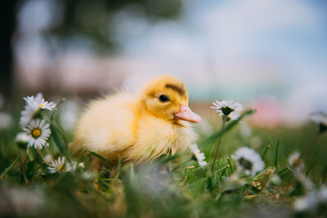 Baby Duck