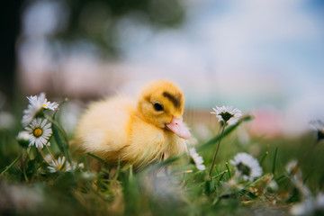 Baby Duck