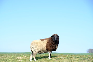 big sheep