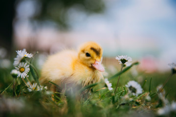 Baby Duck