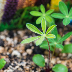 Lupin Seedlings