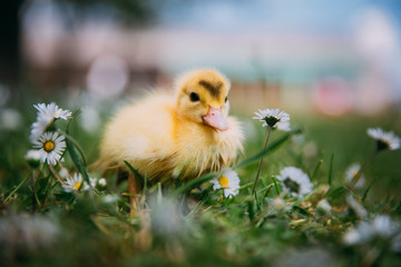 Baby Duck