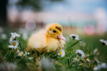 Baby Duck