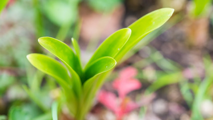 Nerine Leaves