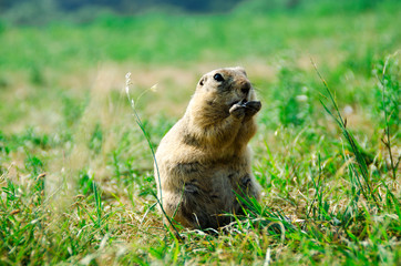 Portrait of a gopher