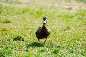Duck in the grass