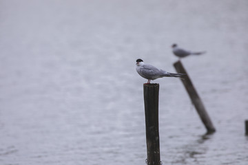 Tern in a protected nature reserve