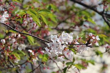 Cherry trees in Japan