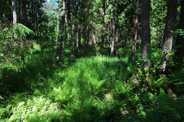 Fototapeta premium Belovezhskaya Pushcha, Belarus