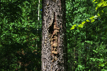 Belovezhskaya Pushcha,  Belarus