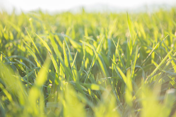 fresh green grass with backlight 