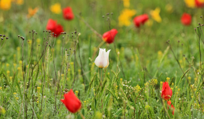 Multicolored tulips, wild tulips Schrenk, spring flowers bloom