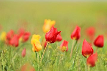 Multicolored tulips, wild tulips Schrenk, spring flowers bloom