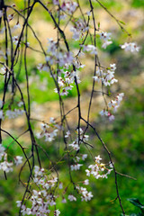法華原のしだれ桜