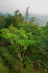 Fototapeta premium Fresh early morning in the jungle. Mountains and hills in the fog. Pastel colors of the sky. Tropical forest. Rainforest. 