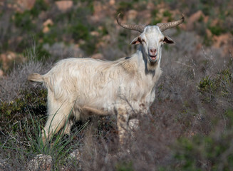 capra