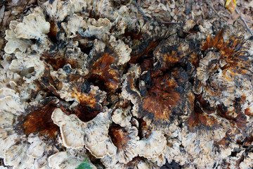 Big fungus color