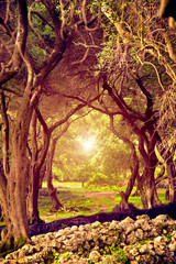 Mystic fairy-tale landscape with light at the end of the tunnel in an olive grove in Greece....