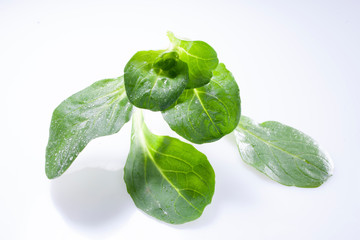 Obraz premium Feldsalat