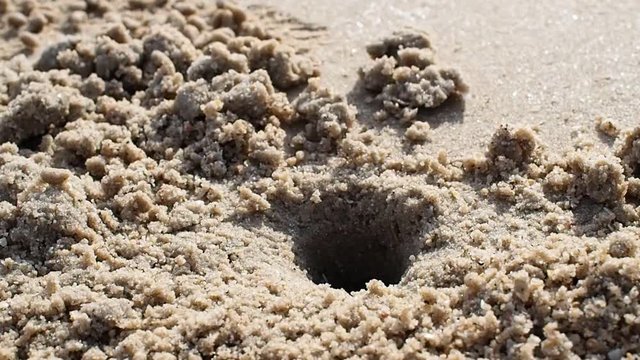 small sea crab get out and suddenly get back to the sand hole on the beach