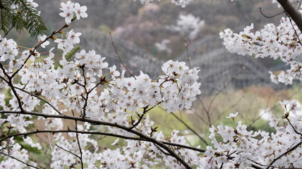 Cherry Blossoms of Spring