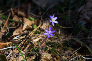 Sunlit two blue flowers of the hepatica bloom in early spring