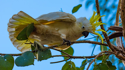 Sulphur Crested Cockatoo 