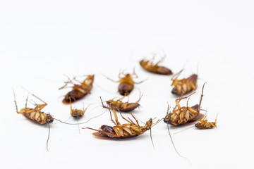 Cockroaches die from Bug Sprays isolate white background
