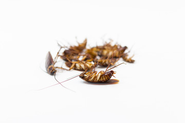 Cockroaches die from Bug Sprays isolate white background