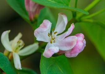 Tartarian Honeysuckle