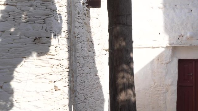 A cat climbs a cypress tree and hides behind trunk in a Greek monastery, slow motion sunny day