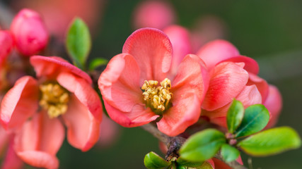 Fototapeta premium Pink Quince