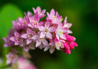 Obraz premium Currant State