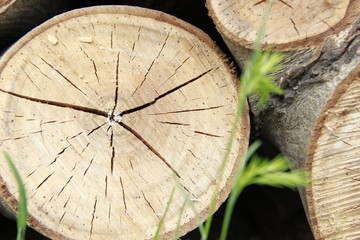  background, tree, log, wooden, wood