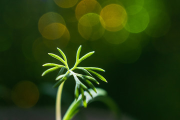 Young leaves of dill closeup. Bright summer macro photo. The image is suitable for various topics related to plant growing, healthy nutrition, gardening, and vegetarianism.