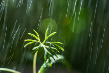 Young leaves of dill under rain closeup. Bright summer macro photo. The image is suitable for various topics related to plant growing, healthy nutrition, gardening, and vegetarianism.