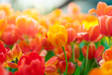 Beautiful view of orange tulips. Tulip flowers meadow.Tulip garden. Group of colorful tulip.